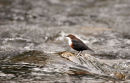 07-0133 Dipper (Cinclus cinclus) Loch Morlich, Scotland